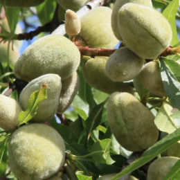 Amandier nain autofertile 'Almond Me' / Prunus dulcis Almond Me